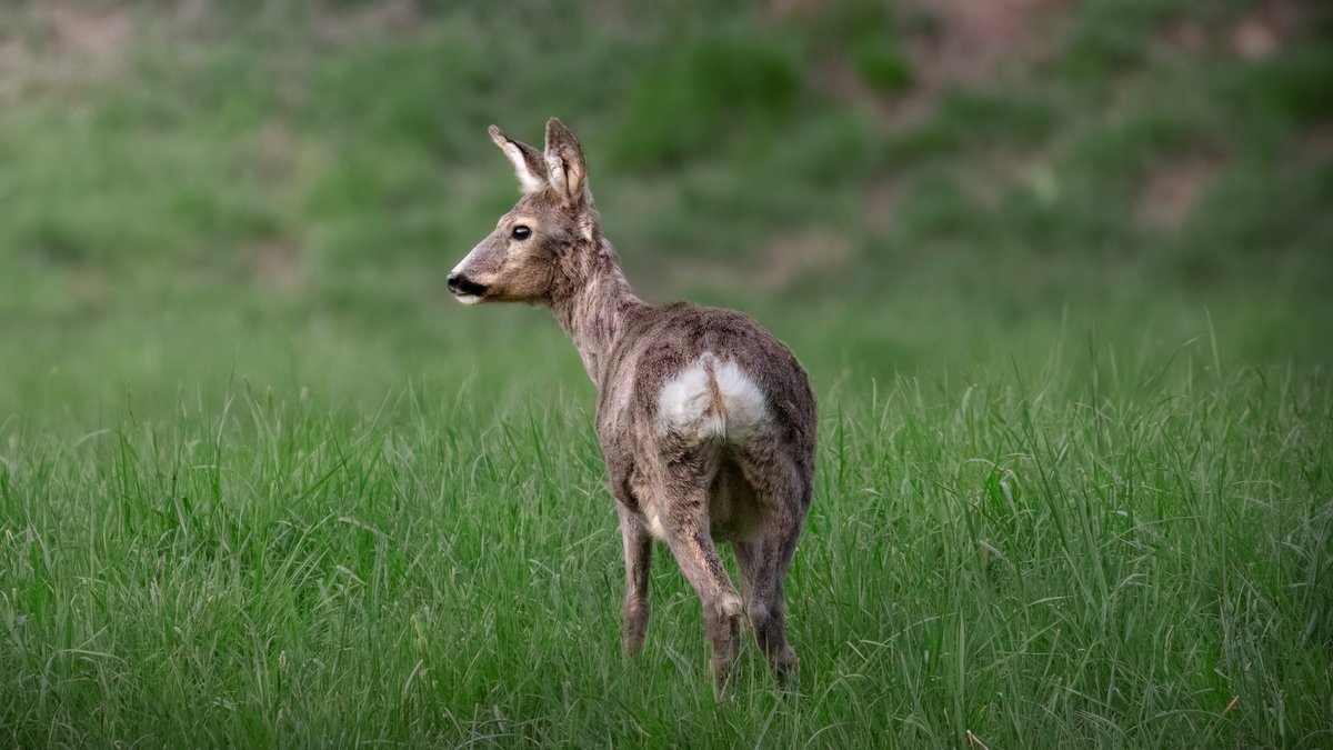 Scatti di @simone_grosso_ph con obiettivo SIGMA 150-600mm F5.6 CONTEMPORARY.

Cucciolo e mamma!🥰

@sigmafotoitalia @sigma_japan @sigmaglobalvision <a href="/sigmaphoto/">sigma photo</a> @sigmauk @sigmafrance @sigma_deutschland @sigmaphotospain @sigma_austria @sigmaphotoaustralia
#fotografia #photographer