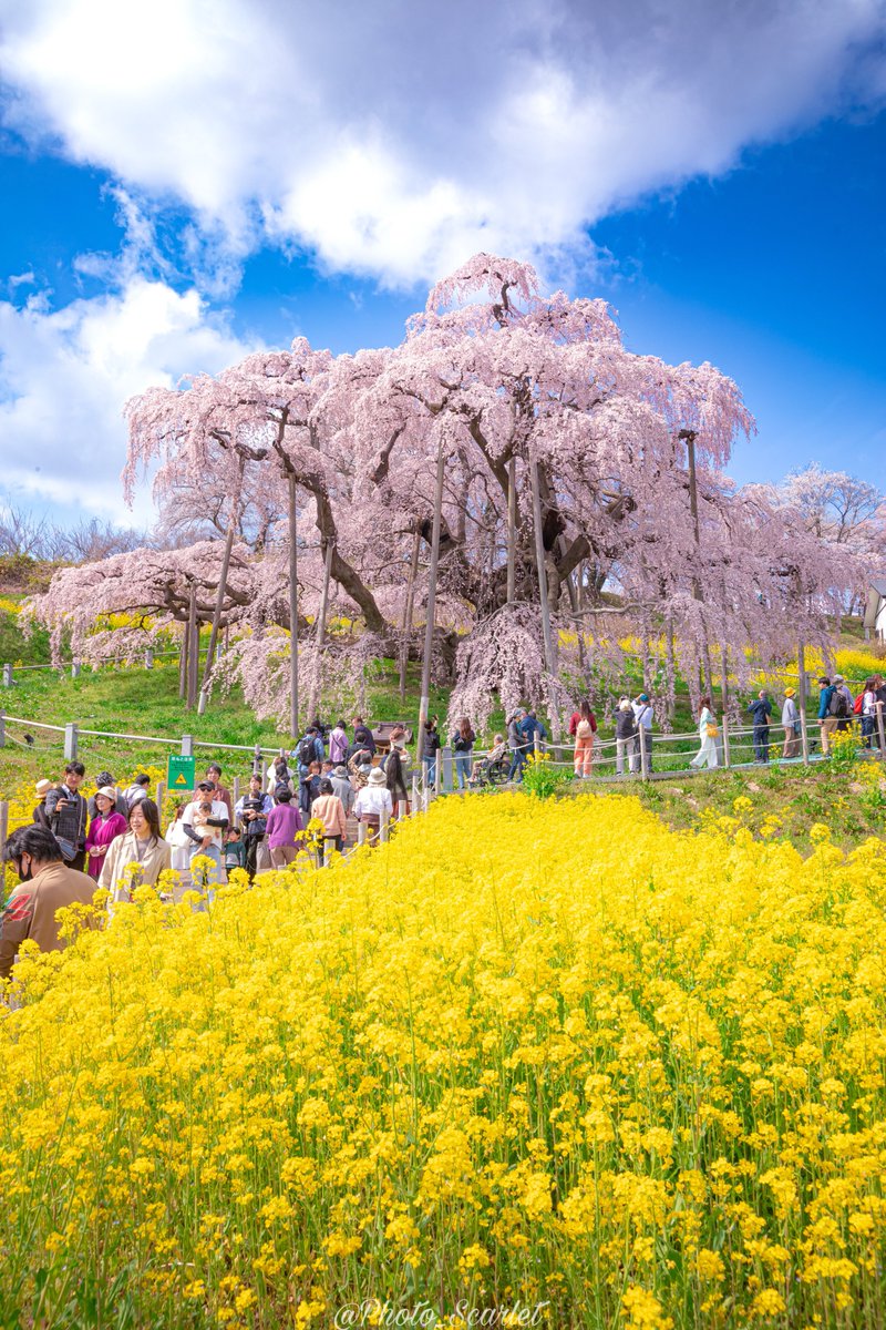 今年も福島県の樹齢1000年超、日本三大桜｢三春滝桜｣が綺麗に咲き誇ってました