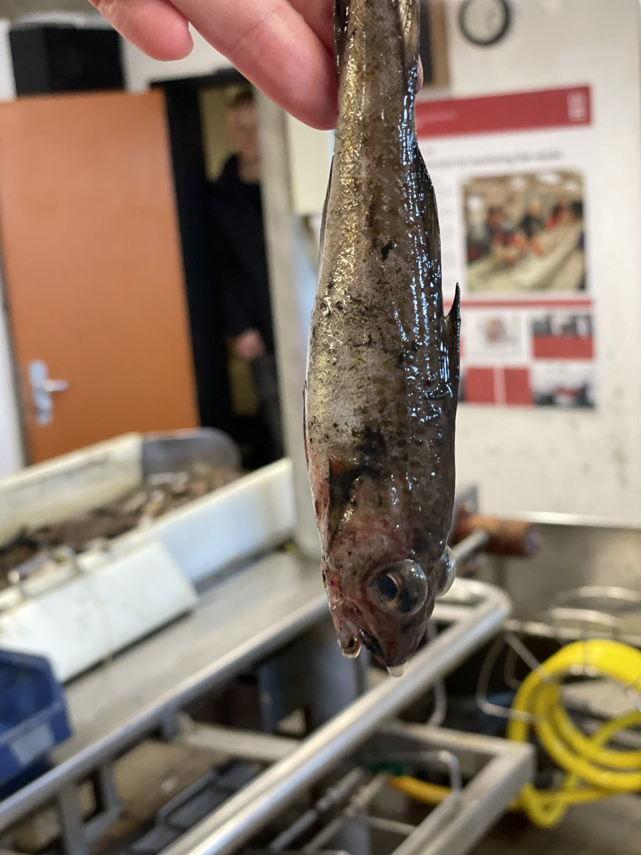 Thøger Kirk tweet media