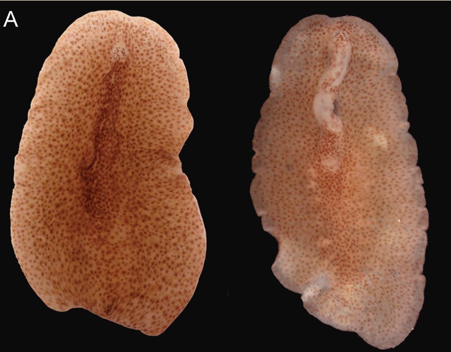 A #newspecies of marine #flatworm has been discovered in the intertidal zone of the South China Sea.

🔗 doi.org/10.3897/zse.10… 

#taxonomy