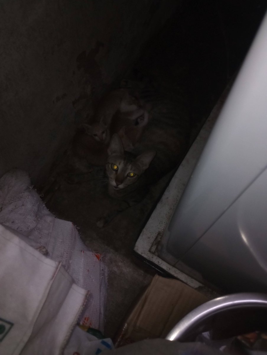 ram_su_riya's tweet photo. A stray cat has laid three kittens near our house in Pallikaranai. They sew 30 days old and have opened their eyes. DM if interested to adopt. #Cat #Kitten #Chennai #adoption https://t.co/787VFvPHkB