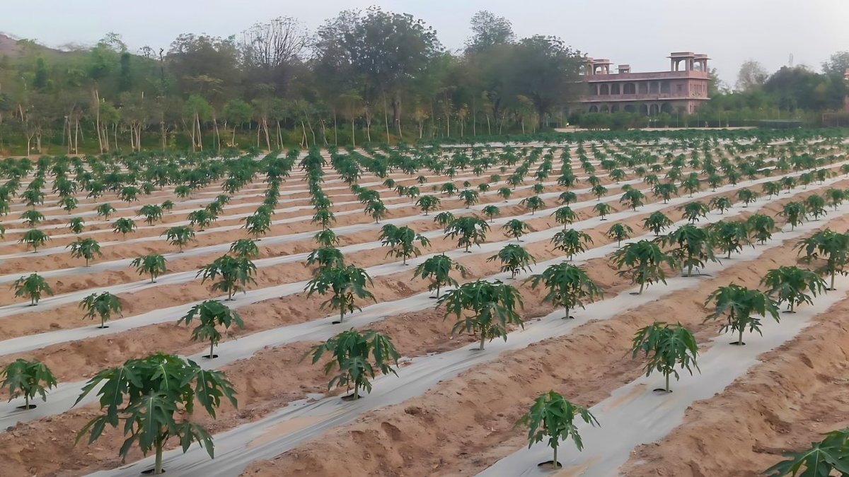 🌱🍃 Grow your success with Jain Seedlings Papaya – carefully selected from trusted sources, cultivated using advanced Jain Seedling Technology standards, and backed by ongoing technical support. Enhance your farming experience with seeds that exemplify excellence every step of…