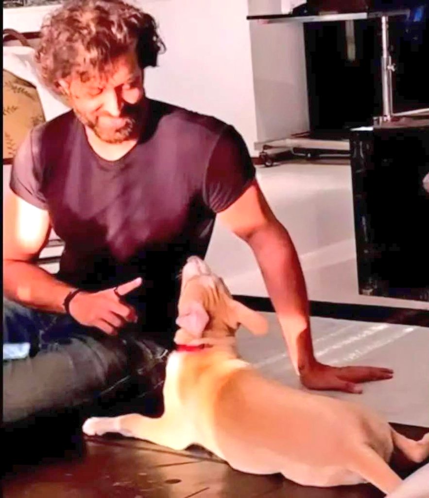 TheViditsharma's tweet photo. A big shoutout to Hrithik Roshan Sir for showing love to this indie dog. Your compassionate action will surely inspire thousands of people to love indie dogs. They suffer greatly due to human negligence. #IndieLove #compassion
@iHrithik
#War2 https://t.co/cFMn6g7QEN
