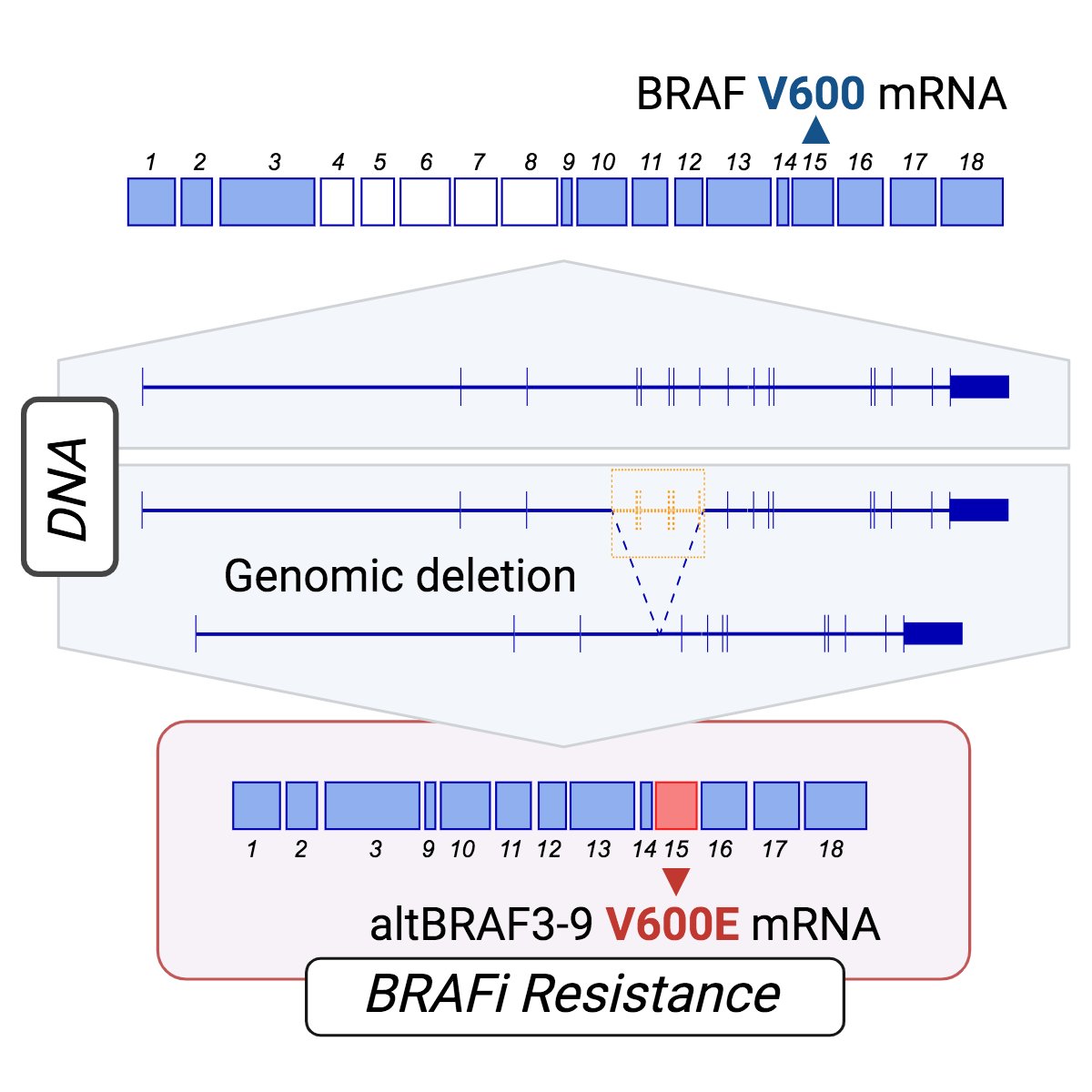 💥Finally out! Over the moon to see the findings of my #PhDresearch focused on #BRAF isoforms (#altBRAF) and #melanoma published in @CellReports cell.com/cell-reports/f… Here, a thread 🧵 with the main results 👇