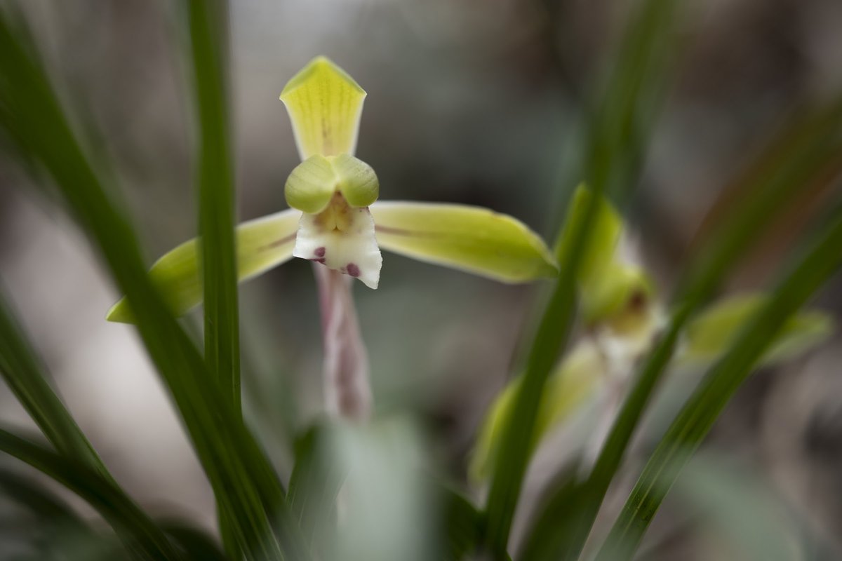 The 'Spring Orchid (scientific name: Cymbidium goeringii) is a lovely spring fairy. Because they use the fungi in the soil, they are often hard to find in the forests where I feel they should be, and sometimes I find them living in unexpected places.