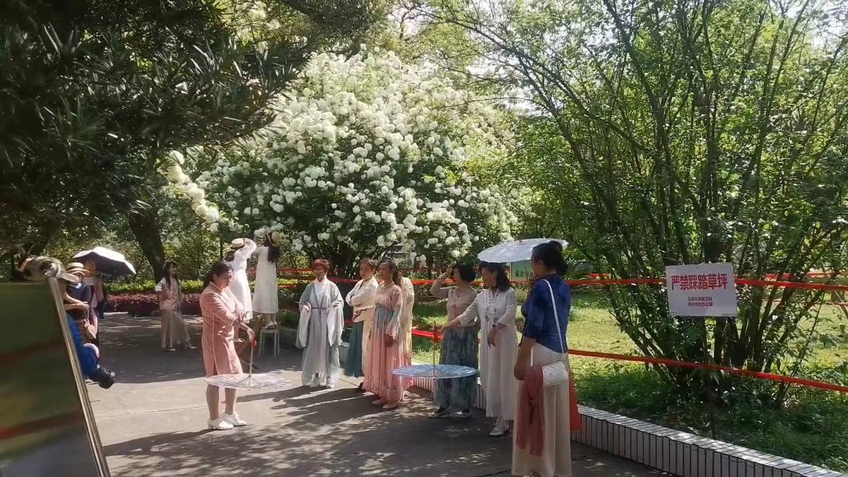 GorgeousYichang's tweet photo. At China Three Gorges University, a lively bunch of hydrangeas is in full bloom, resembling scoops of ice cream adorning the trees. Many people have come to take pictures in traditional Hanfu or forest fashion outfits in front of them. #hydrangea #CTGU #Yichang https://t.co/fRvdKThkPu