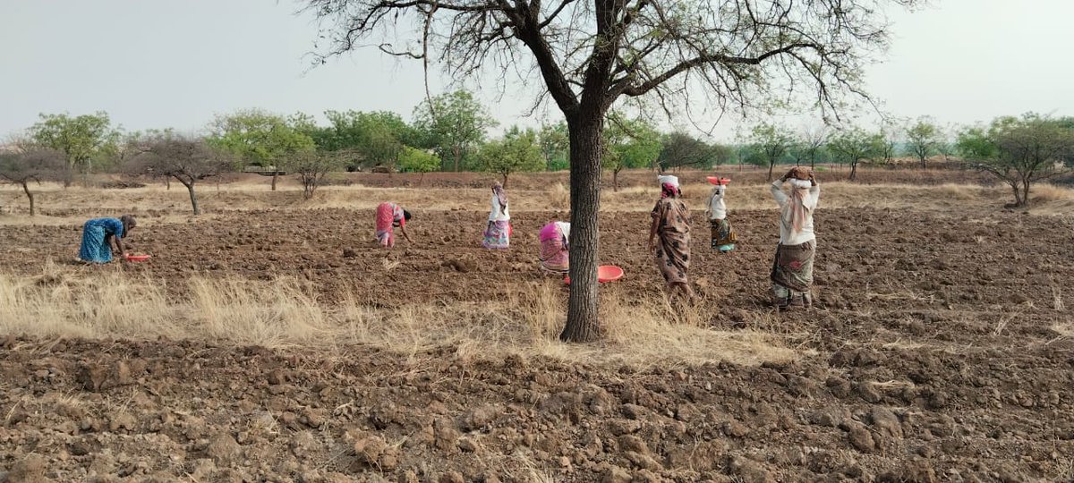 In response to the escalating #drought situation in Maharashtra, @LOCAL_India_23 member @ASVSS_SANSTHA has taken proactive measures with a combination of cash-for-work and food-for-work initiatives and working towards sustainable solutions to combat the challenges.