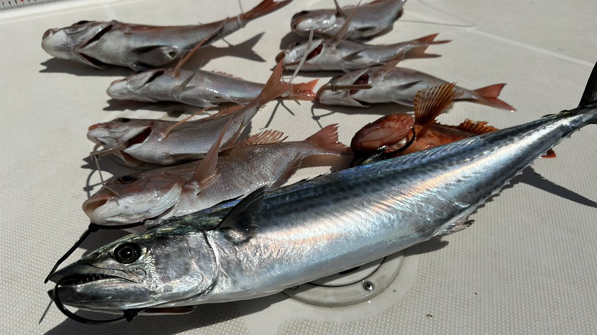 pac_captain2020's tweet photo. 今日の飯岡沖マイボート釣りの釣果です!
#釣り #プレジャーボート #マイボート #DFR36 #釣り好きな人と繋がりたい https://t.co/IdS0Q2RyJM