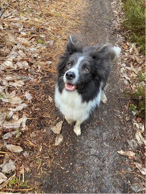 Morning. 
#writingcommunity #amwriting #booktwitter #bookx
#bordercollie #colliesoftwitter #lovecollies #authordogs #xdogs #xcollies #readingcommunity