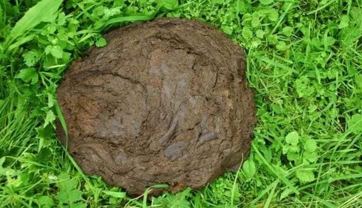 Its crazy how so many modern Africans don't understand how useful and beneficial ubulongwe benkomo is.. Cow dung has many benefits. And I'm always so proud at how intelligent our forefathers were for utilizing everything Mother Nature provided..