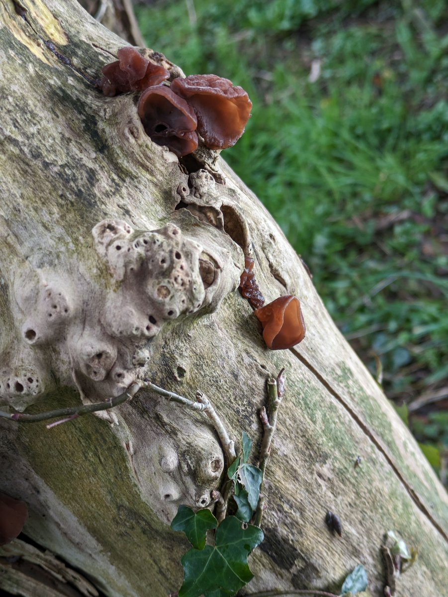 Nature's culinary delights: Wood (or Jelly) Ear Fungus (Auricularia auricula-judae) thriving alongside Ivy on the remains of Elder wood. 🍄 Did you know this fungus is a staple in Chinese cuisine, particularly cherished for its pairing with pork? #EcoCuisine #Ireland