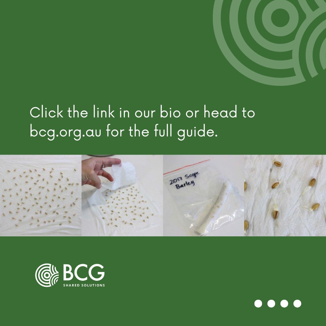 🌱 Do you need a refresh on how to calculate your seeding rate? Do you know the viability of your seed harvested post-rain? Learn how to use the paper towel method to conduct a germination test on your seed by clicking the link below 👇 buff.ly/3xvEUmu