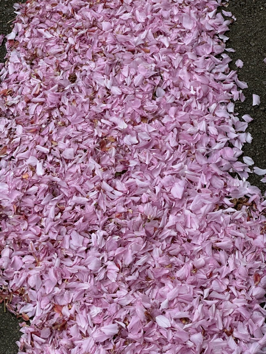 And the Japanese flowering cherry its petals falling like pink snow on the dull roots and wet streets