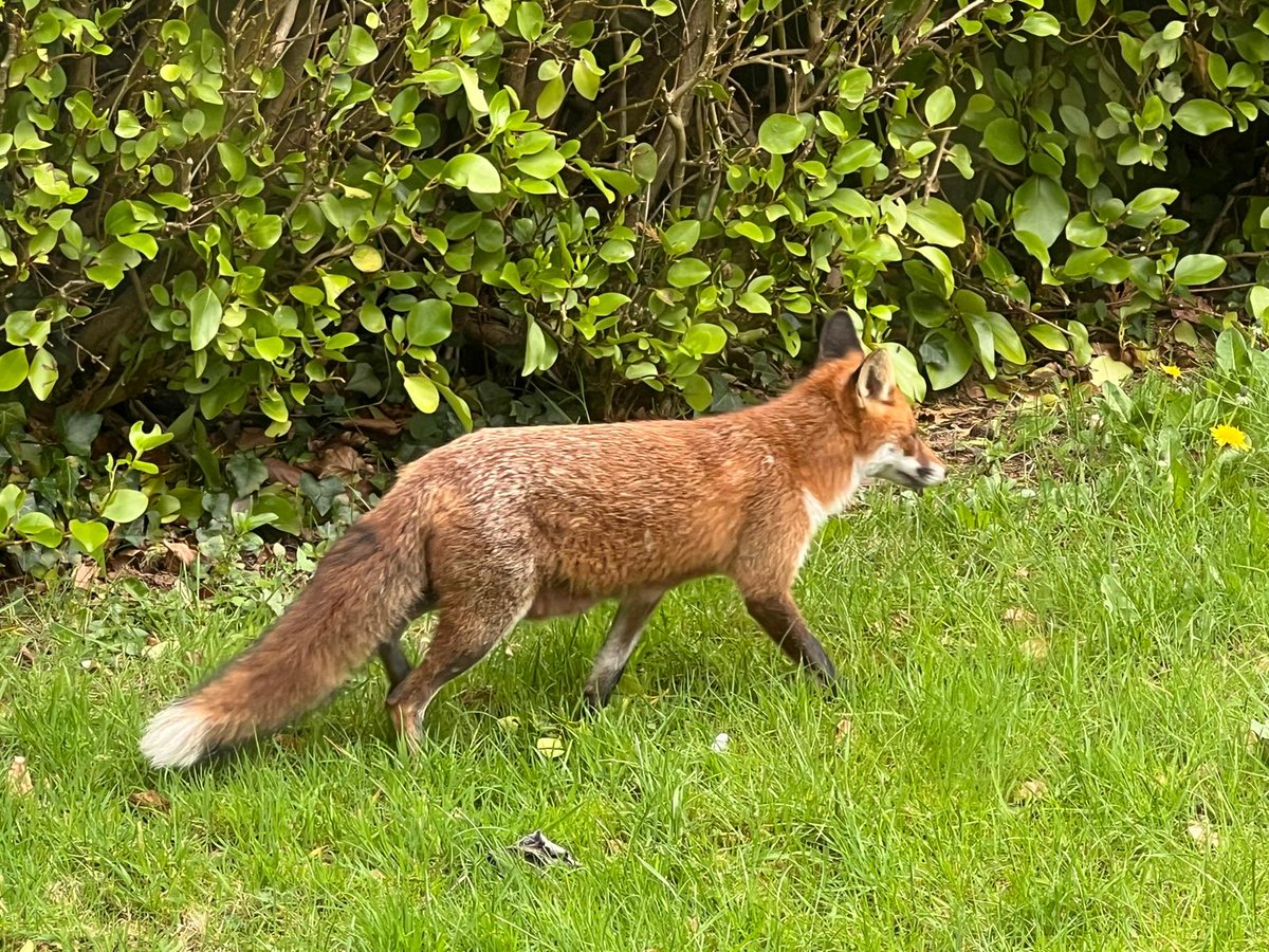 Lovely to see this beautiful fox in suburbia on Sat morning.