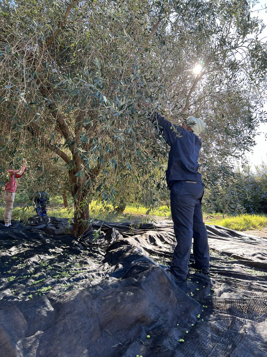 There are about twenty different Olive cultivars grown in South Africa. Tokara focuses primarily on Tuscan varieties, each selected for its distinctive character and flavour profile. 
#OliveHarvest #ColdPressed #EVOO