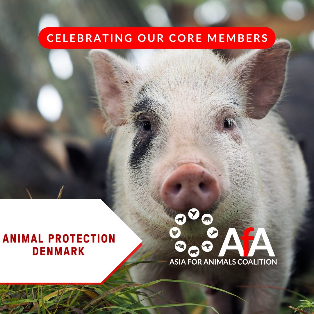 Explore the #compassionate work of @DyrBeskyt! They're committed to protecting and advocating for #animals. We're grateful to have them as a Core Member of the AfA Coalition, standing up for #animalrights since 1875! To learn more: dyrenesbeskyttelse.dk 🐾 #asiaforanimals