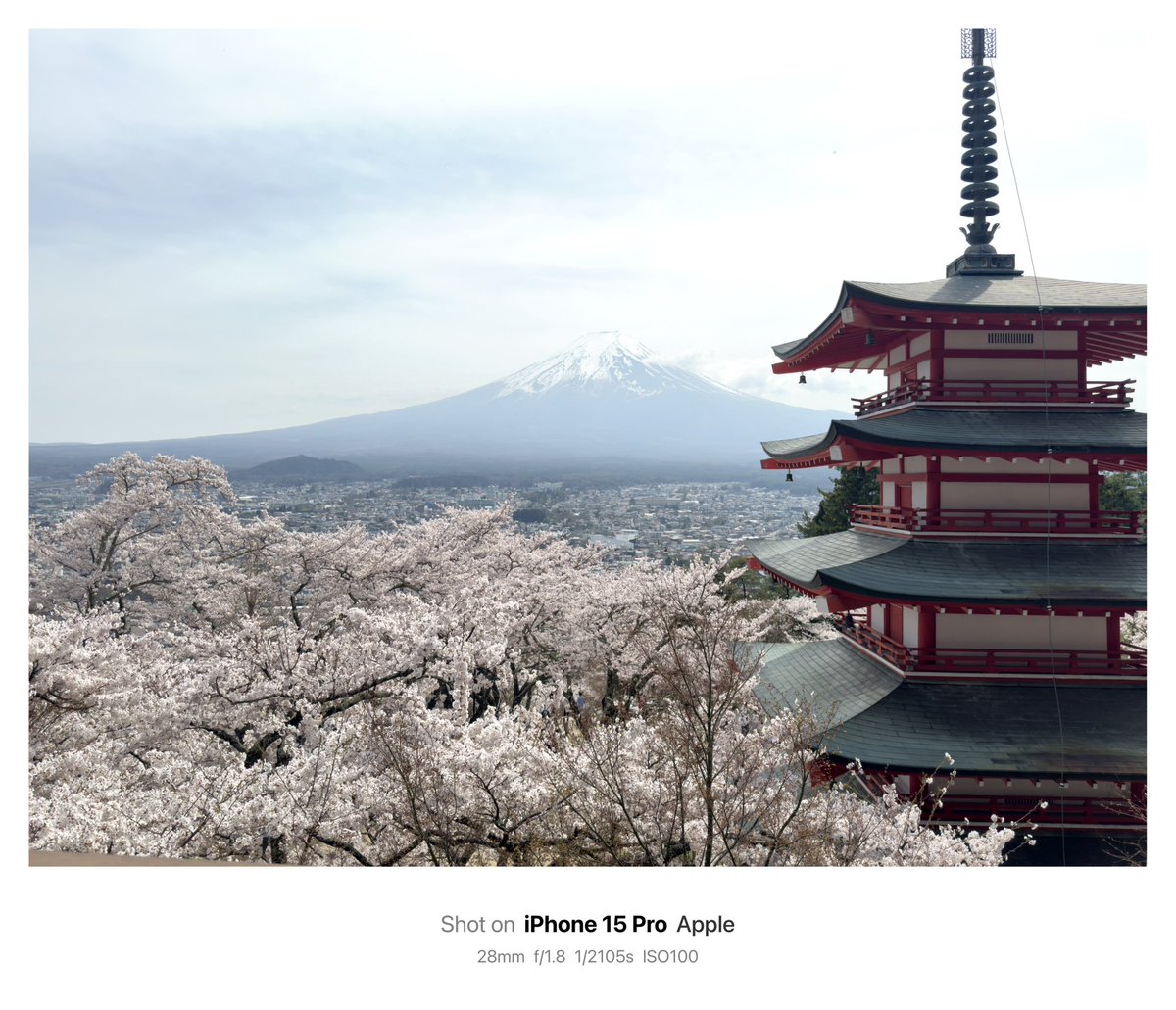 ppsider's tweet photo. 山梨県　新倉山浅間公園
初めて桜のピーク時にこれた

月曜だから日本人ほぼいなかったけど… https://t.co/pC8e5fMiue