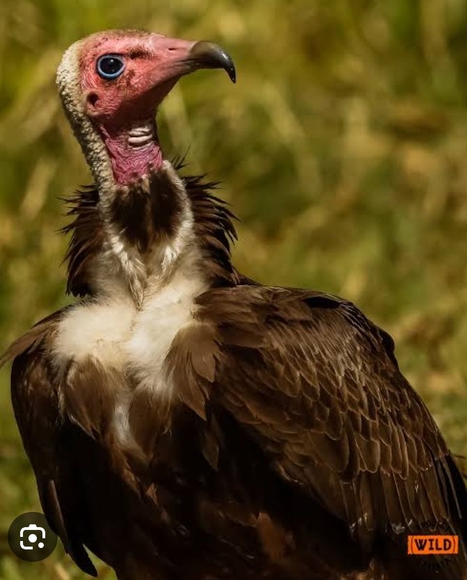 The carcasses cleanup that vulture s perform so efficiently is pivotal to ensure the health of an environment and the animals living in it. Let's preserve them! #ActforNature #WhatHasChanged @CSDevNet1 @NCSFPAS @WWF @CSDevNet_steve