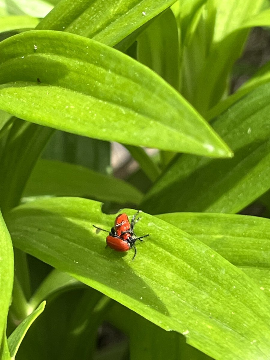 L'éveil du Printemps...🐝🐝🐝 Des amours fougueuses...💞 Mais, franchement, vous êtes drôlement matinaux ! 🤣