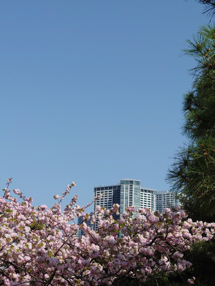 浜離宮恩賜庭園の最期の桜🌸