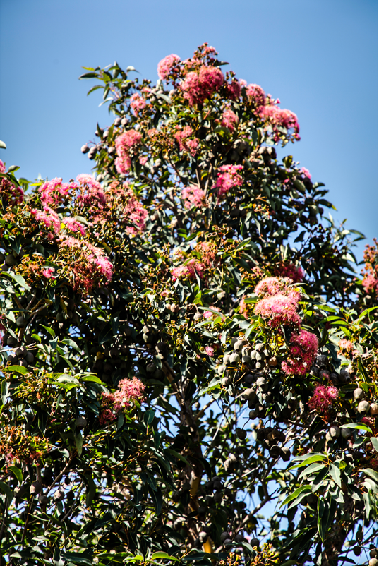 CommonwealthGC's tweet photo. Simply stunning
๐ธ@juliankingma
#australianfauna #australianflora #bestgolfcourses #whyilovethegame #melbournemagic #commonwealthgolfclub https://t.co/ocguMZ2OWH