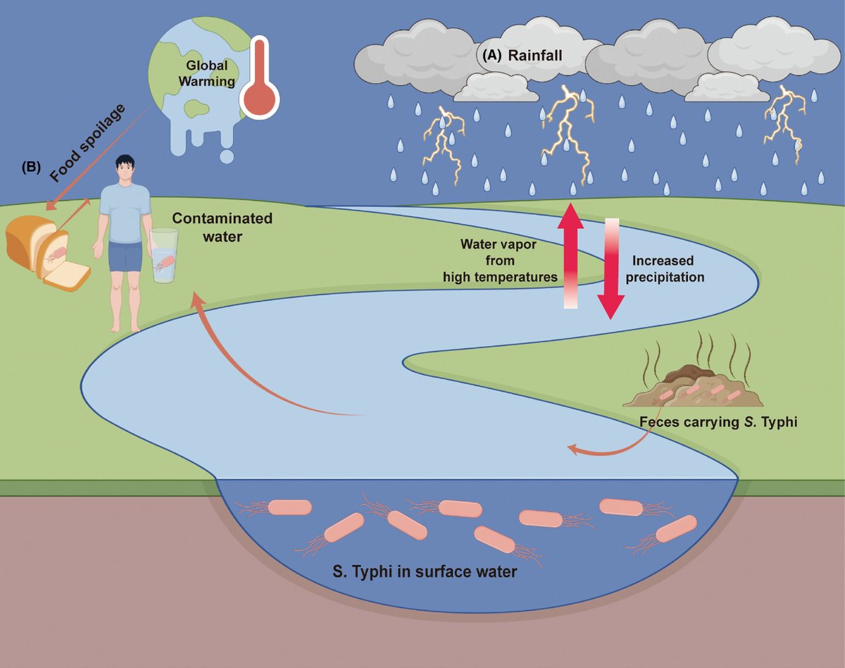 Climate change and Typhoid: A growing concern! Jia et al explore the impact on waterborne transmission of Salmonella Typhi, a common threat in African and Southeast Asian nations. Get insights on the evidence, consequences, and potential mitigations.  ➡️ ami-journals.onlinelibrary.wiley.com/doi/10.1111/17…