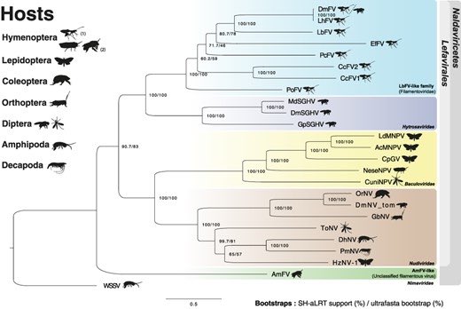 📢 New dsDNA virus family 😍!

One new corner of virus diversity was explored to unveil these distant #baculovirus relatives that infect parasitic wasps.

A great collaboration headed by <a href="/LbbeLyon/">LBBELyon</a> &amp; <a href="/IRBI_Tours/">IRBI</a> 
doi.org/10.1093/ve/vea…