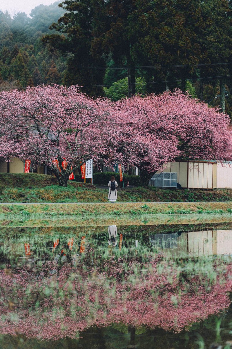 Foggy sakura in Japan
#tokyocameraclub