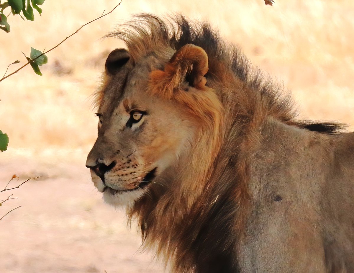 A handsome chap. Kruger Park, I miss you. See you soon.