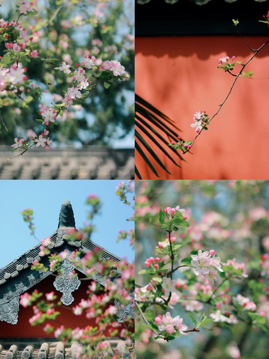In the idle springtime, the only hustle is for the flowers. Come and join me at Lord Bao Park in Hefei to admire the blossoms! 🌷🌸 (📷 by 行走walker) #MeetingAnhuiinSpring #SpringBlooms #LordBaoPark #Hefei #HiAnHui