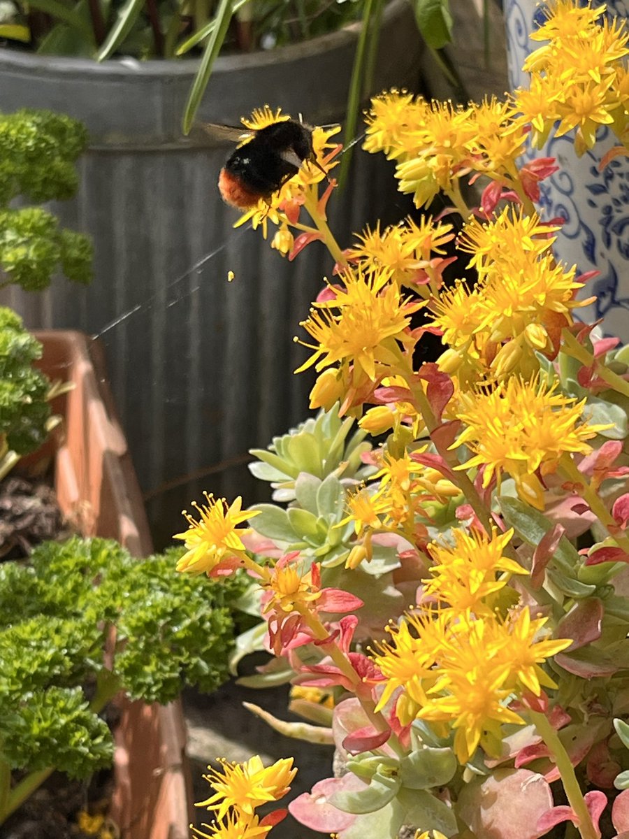 Bees love the flowers of succulents. #bees #pollinators #gardening