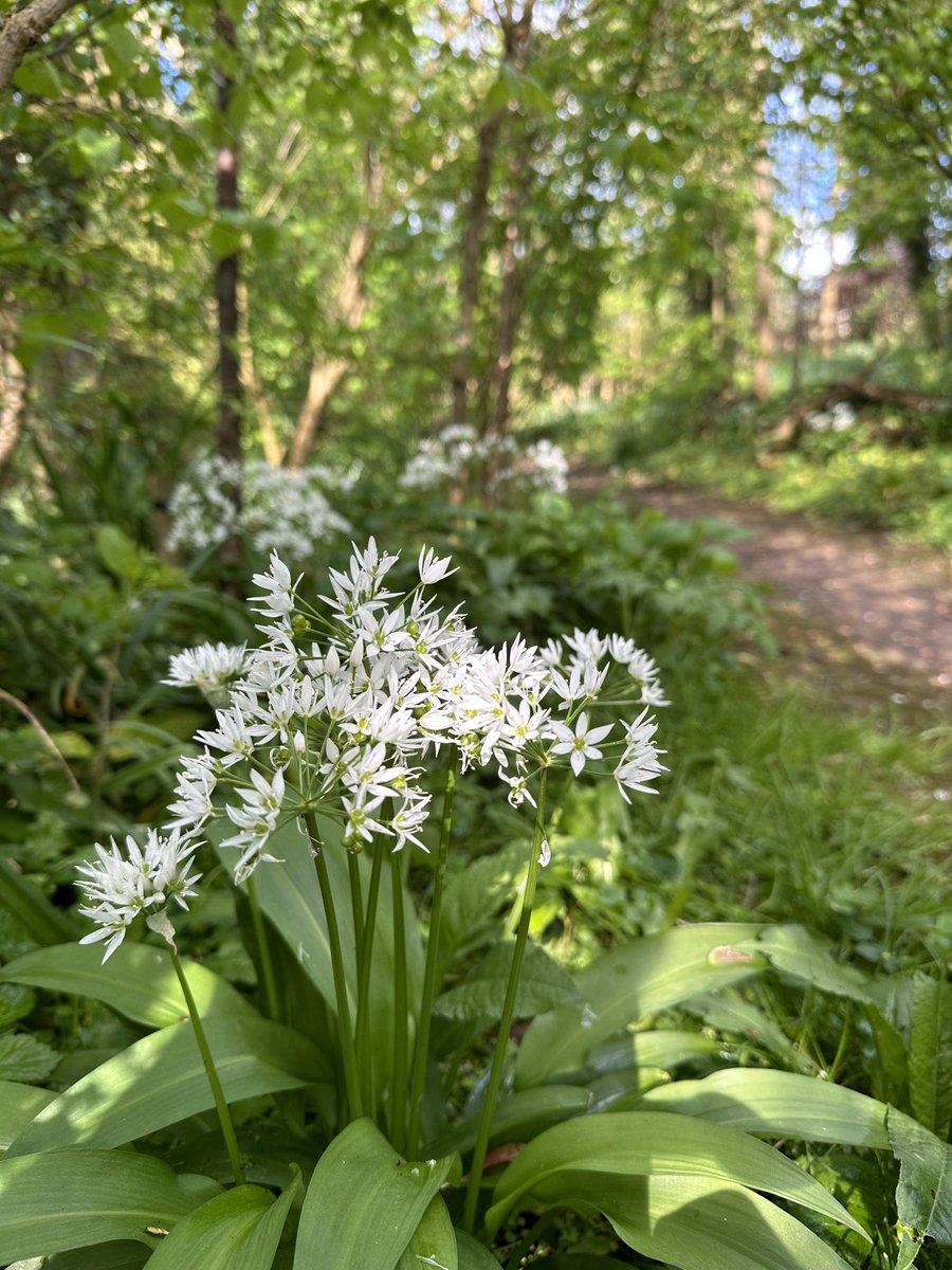 Lovely #YewView blossoms in between squally showers…… ❤️😁