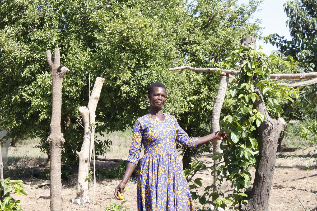 With limited space, kitchen gardening is the way to go! Akello began with just 10 eggplant seedlings but has expanded, now enjoying eating, selling, and sharing with neighbors. 'The beauty of kitchen gardens is harvesting directly into your kitchen,' she shared. #KitchenGardens