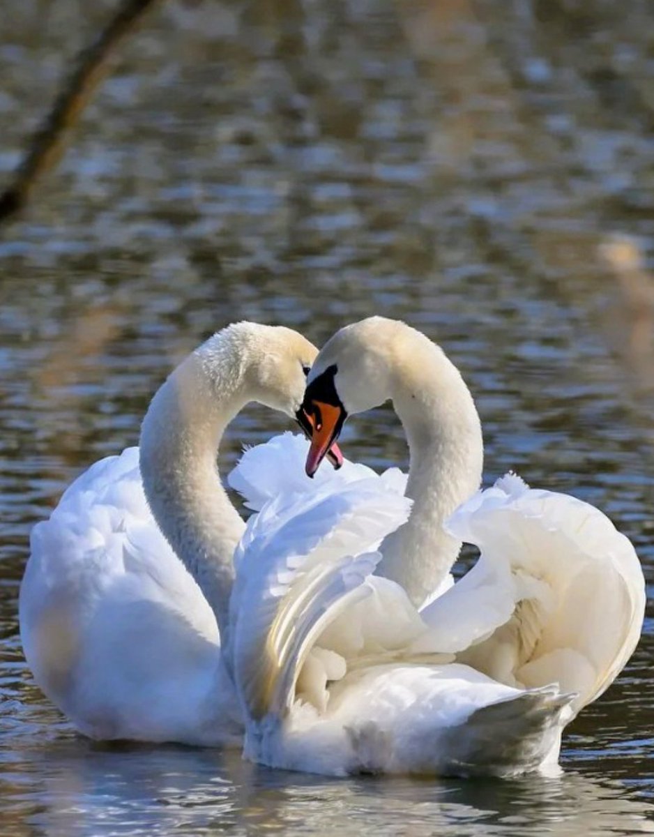 “Have a loving week, in which every day is like a swan dance, full of elegance and harmony, the hearts united in a beautiful symphony of affection and joy.” I wish you a wonderful day ☀️💕🎶