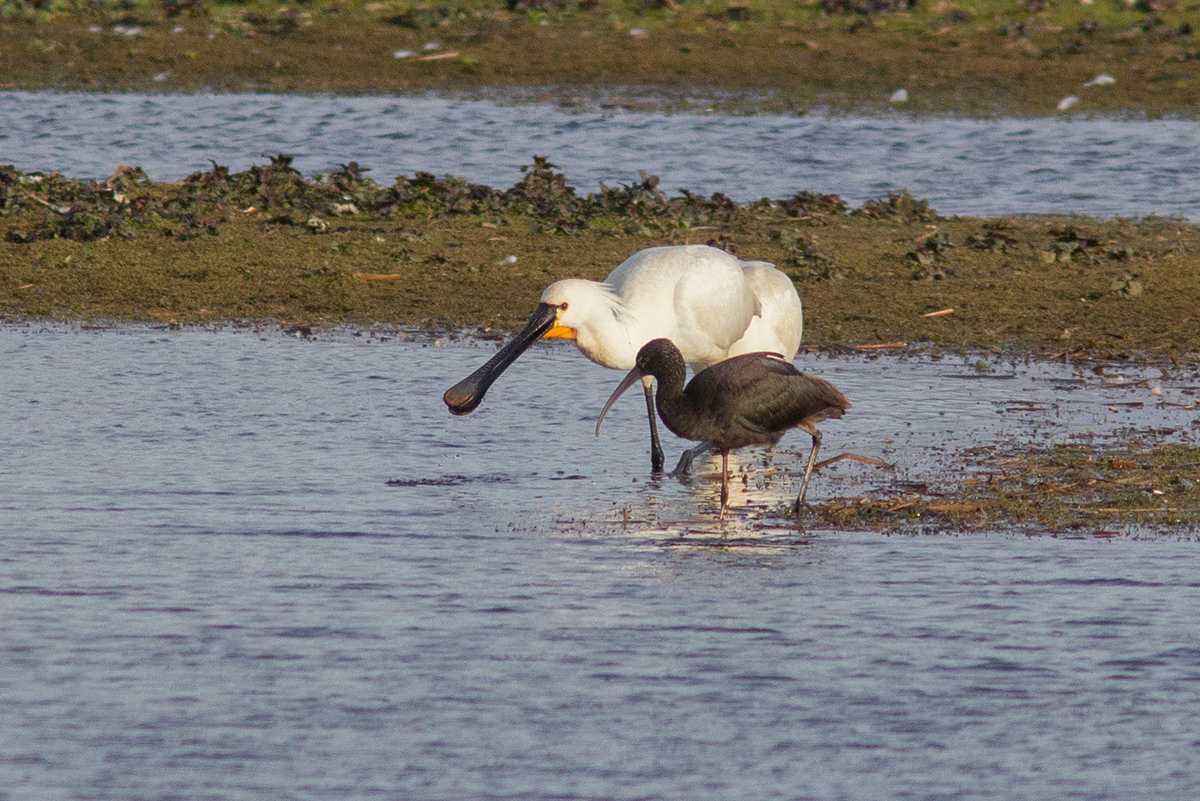 Away from the glories of @RSPBFrampton south Lincs has other sites, such as Deeping Lakes LWT, where two Spoonbills (one partially hidden here) and the long-staying Glossy Ibis briefly fed side-by-side on the east pit, this monring. @Lincsbirding @willbowell #My200BirdYear