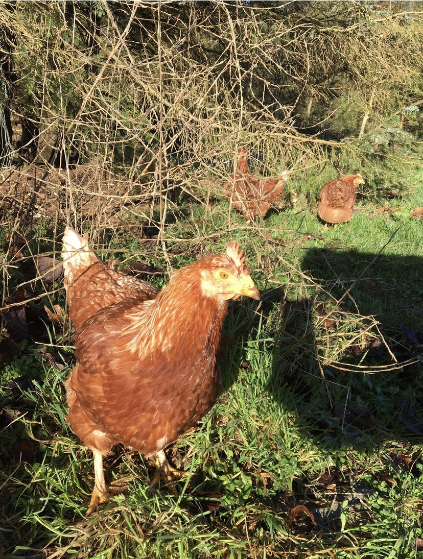 @PieterseMarc It’s great when they get adopted through rescues like @LittlehilRescue  and get to enjoy life for another few years ,it’s such a joy to see them change ,🙏🏻check your local hen rescue and get our own Jurassic Park 😉 #EndTheCageAge