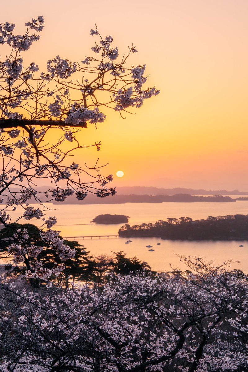 芭蕉が見た松島よりも美しい松島の桜風景