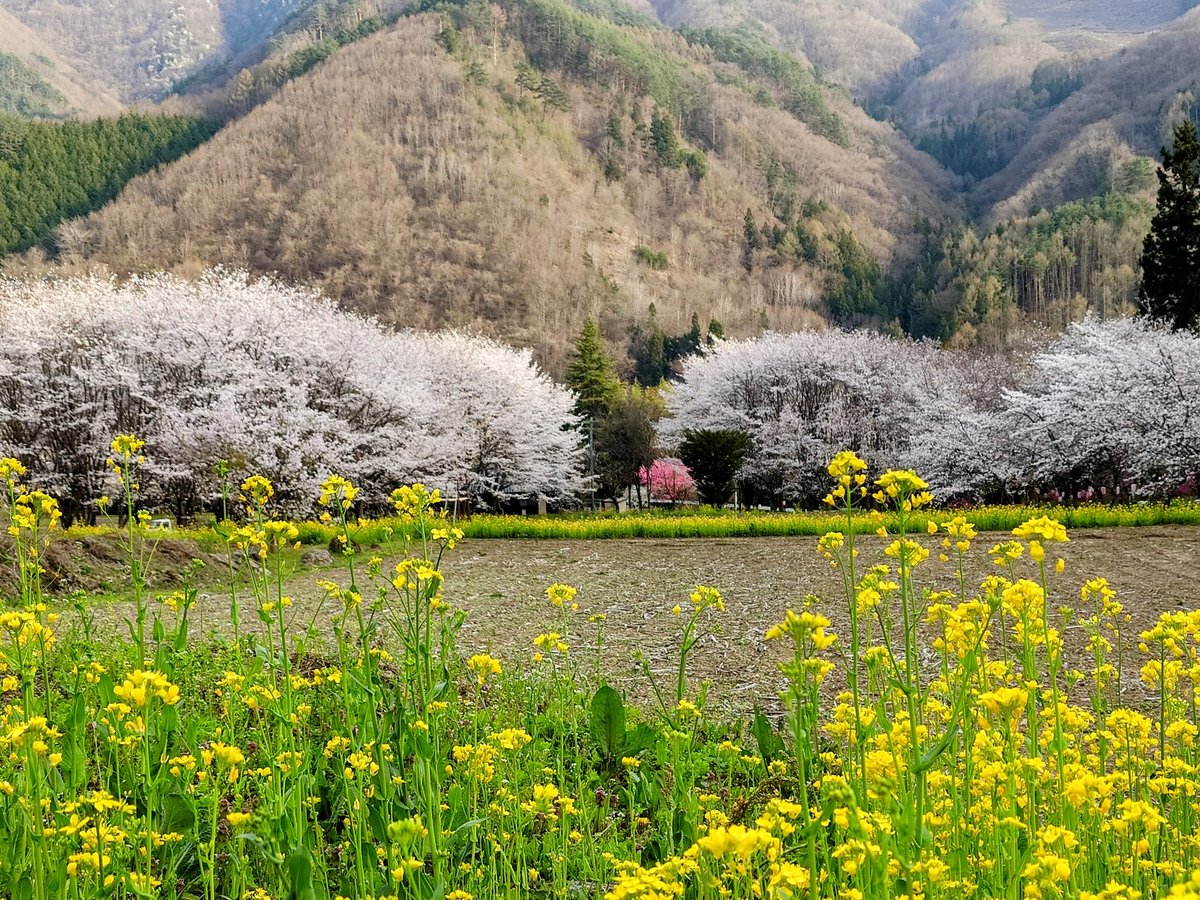 独鈷山千本桜 上田市平井、R254から少し山に入った場所に、🌸ビンクと菜の花の黄色が広がっています。 それぞれの木にはオーナー名が、 桜の木のオーナーさんには有名人の名前も、探すのも楽しみです！