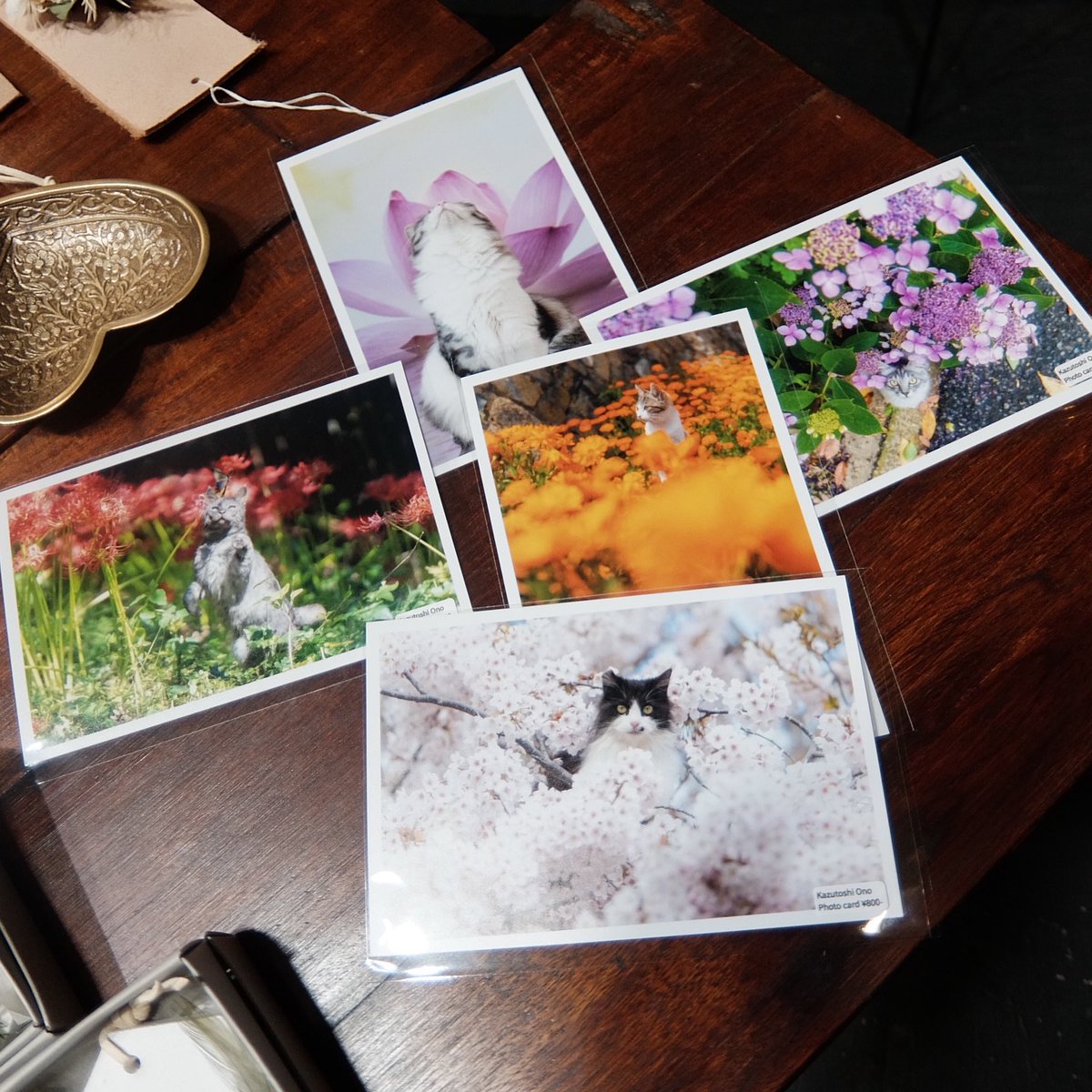 ネコ写真家 小野一俊さん @kazutoshi_ono_ のポストカード。 写真展で好評だったので、お花に関連するものだけ少量ですが引き続き販売しています。 期間中、ご来場いただけなかったお客様はぜひご利用ください。