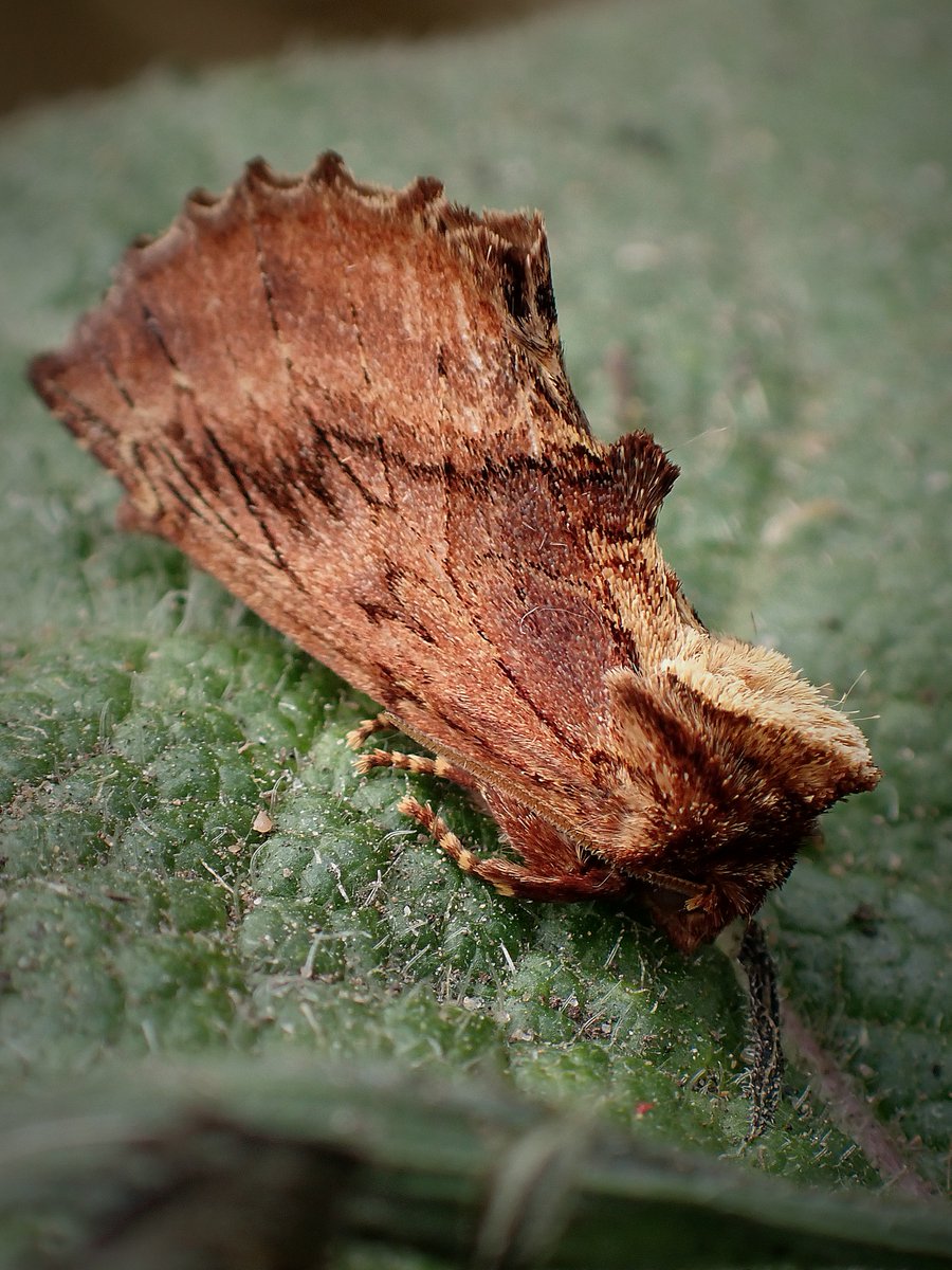 HenryStanier's tweet photo. The #RubyTiger was also recorded at the @GreatFen #moth survey last week, as well as my garden. We were pleasantly surprised with a catch of 31 species at the #Fen, including an early #CoxcombProminent. #PineBeauty, #WavedUmber and #ChineseCharacter also wowed the #volunteers. https://t.co/GLVa4yru6X