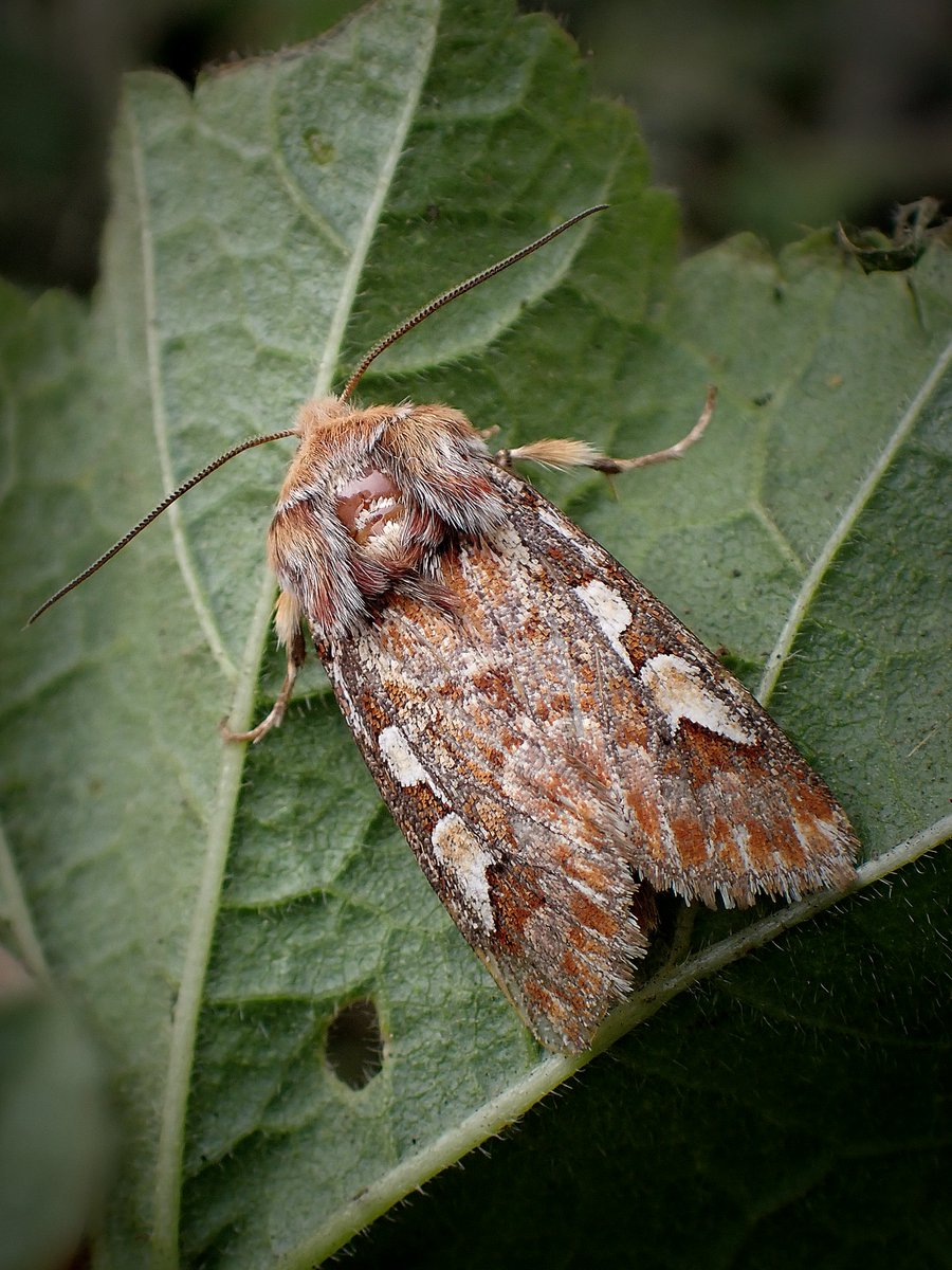 HenryStanier's tweet photo. The #RubyTiger was also recorded at the @GreatFen #moth survey last week, as well as my garden. We were pleasantly surprised with a catch of 31 species at the #Fen, including an early #CoxcombProminent. #PineBeauty, #WavedUmber and #ChineseCharacter also wowed the #volunteers. https://t.co/GLVa4yru6X