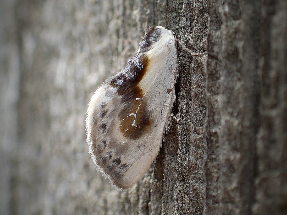 The #RubyTiger was also recorded at the @GreatFen #moth survey last week, as well as my garden. We were pleasantly surprised with a catch of 31 species at the #Fen, including an early #CoxcombProminent. #PineBeauty, #WavedUmber and #ChineseCharacter also wowed the #volunteers.