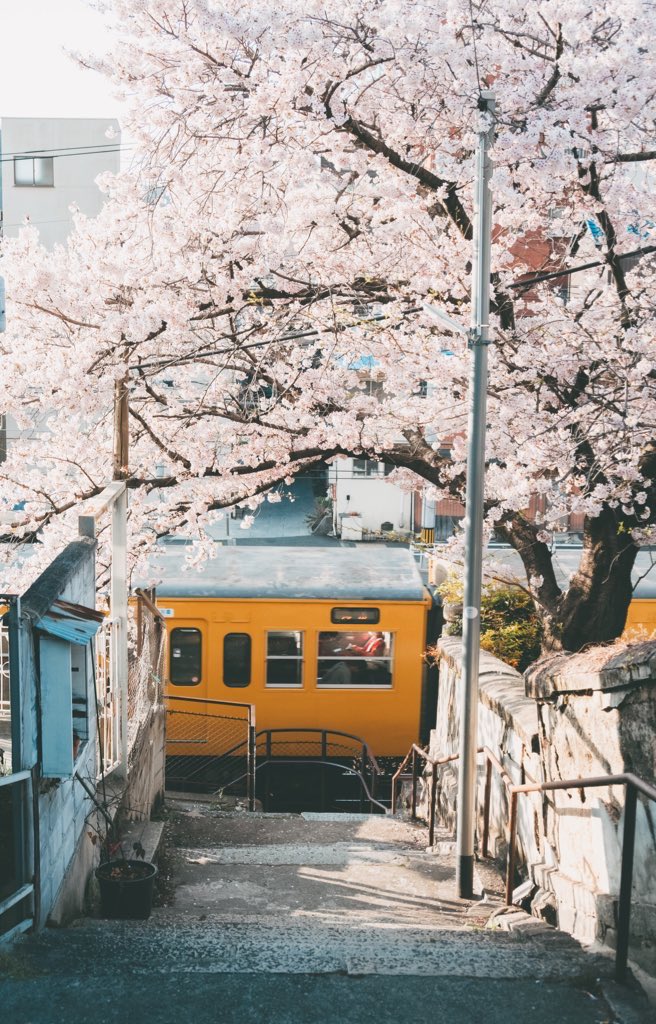 尾道の満開の桜と春の空気感