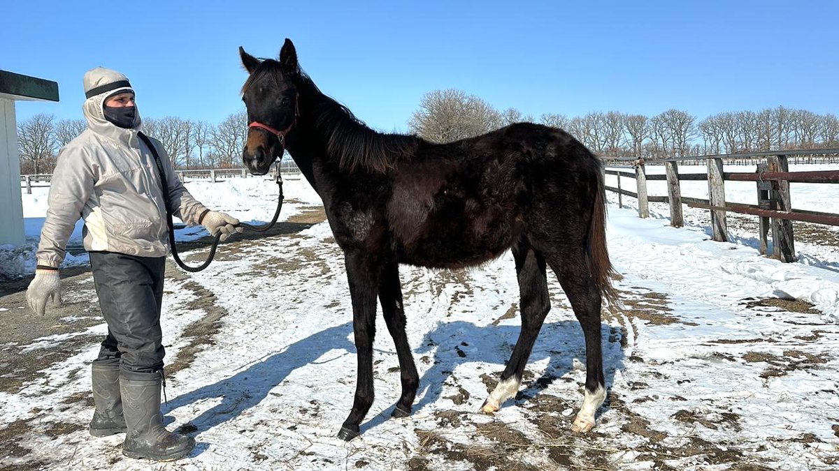 1歳馬2頭　馬名の申請手続きしました🐴🐴
登録完了を楽しみに、2頭の成長を見守っています

ママテイオーノユメ2023
db.netkeiba.com/horse/20231060…

イットーイチバンの2023
db.netkeiba.com/horse/20231047…

#私の馬名へのこだわり

1. 「冠名」は使わない
2. 小学生でも解るような
3.