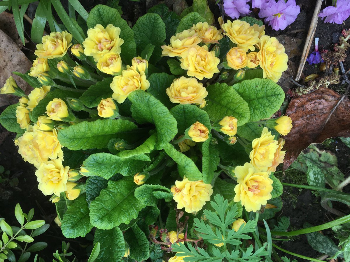 The sun is shining right now..but, before the rain comes later, here’s Primula Sunshine Susie.. #Spring