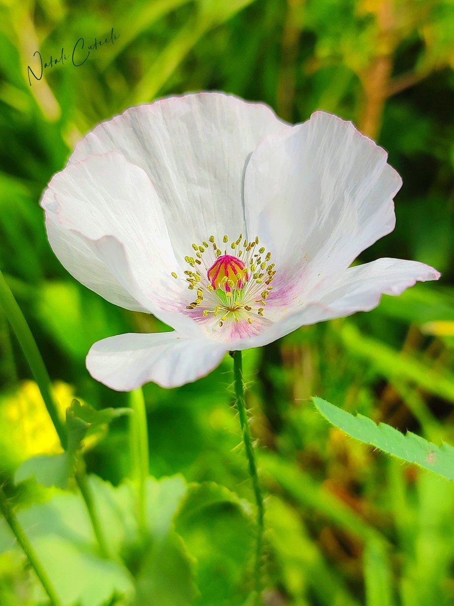 The beauty and tenderness of the poppy as a small pleasant moment this week... 🌿🤍🌿🤍🌿🤍🌿 #cuteeli #art #nature #NatureBeauty #NaturePhotography #cute #positive #environment #gardening #beautiful #flower #poppy #garden #floriculture