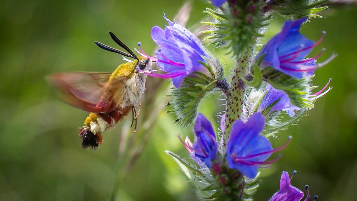 MeInTheMiddleX's tweet photo. @rwhooster Go moth's.....
Maybe you should do a #MothDay (#MothMonday)?
Broad-bordered bee hawk-moth (#Hemaris fuciformis) on Purple viper's-bugloss (#Echium plantagineum)
#NaturePhotography https://t.co/ZJx3qvWRPi