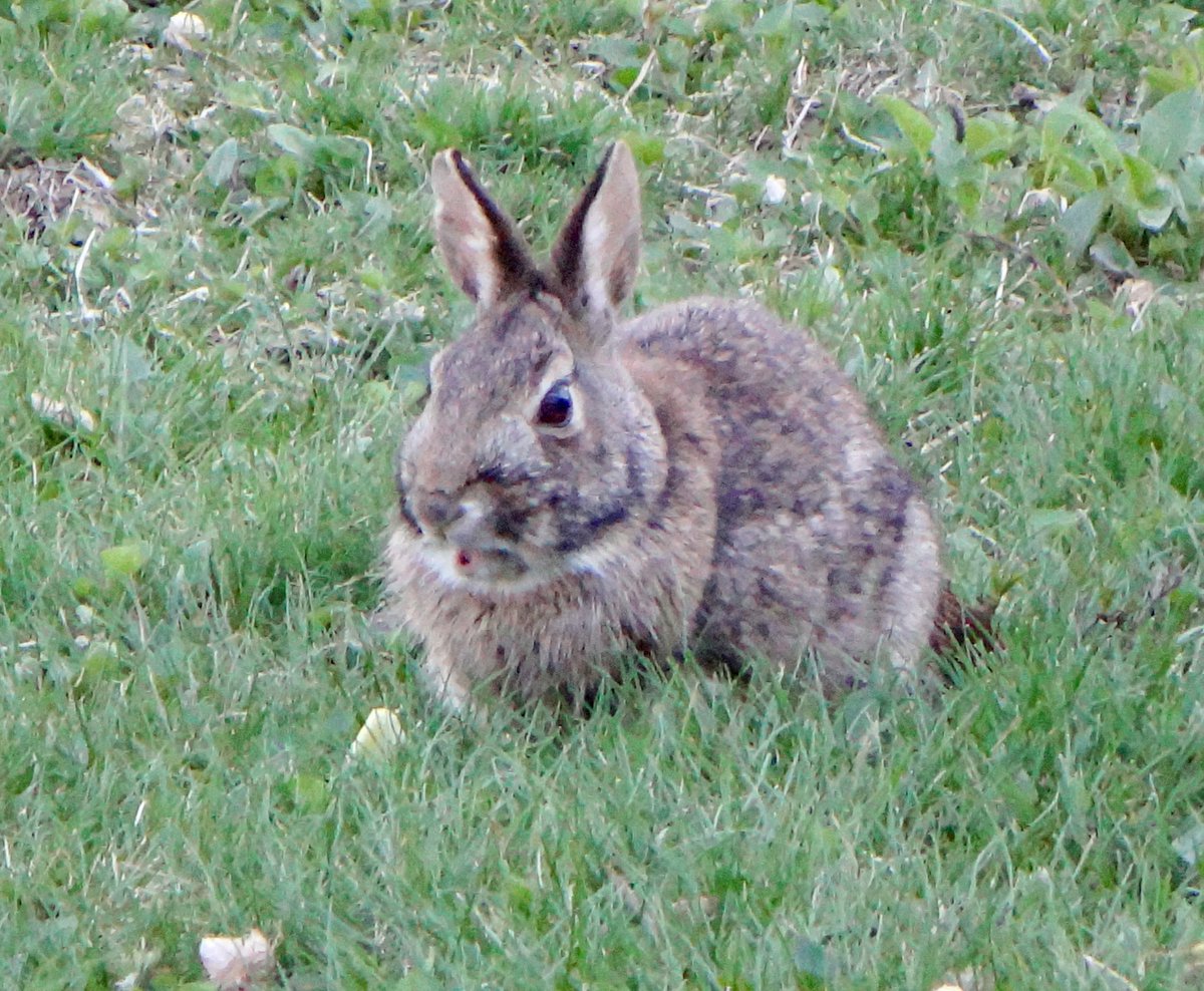nom nom #bunny #bunnies #rabbits #rabbit