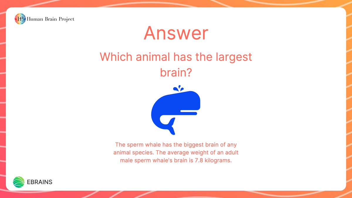 Did you take part in our #BrainQuiz last week? We're happy to share that the answer to 'Which animal has the largest brain?' is the sperm whale! The average weight of an adult male sperm whale's brain is 7.8 kilograms. We'll post another #BrainQuiz question next week!