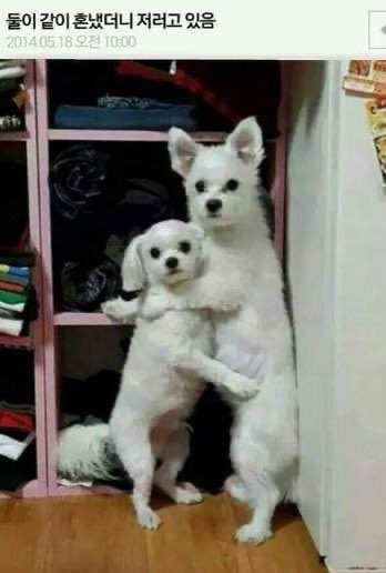 hyeyoonmoms2's tweet photo. ㅋㅋㅋㅋㅋㅋㅋ���ㅋㅋㅋㅋㅋㅋㅋㅋㅋ 솔선재 강아지 짤 따라한거봐 기절함 ㅠ https://t.co/zpvph2vS4y